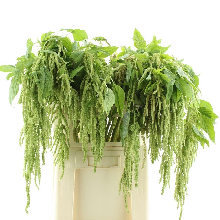 Amaranthus Hang Groen