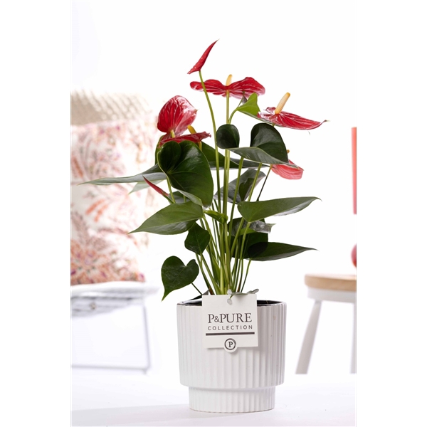 <h4>Anthurium red (Micra) in P&PUREIvy ceramics shiny white</h4>