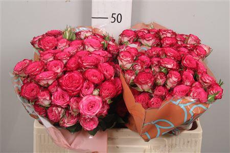 <h4>R Tr Vanessa</h4>