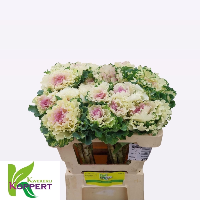 <h4>BRASS WHITE LADY</h4>