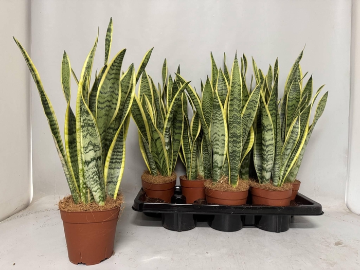 <h4>SANSEV LAURENTII</h4>