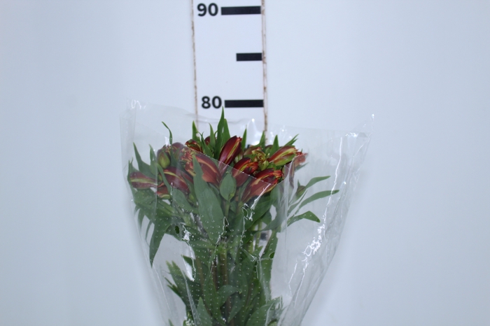 ALSTROEMERIA CHEERIO 080 CM
