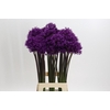Allium Purple Sensation