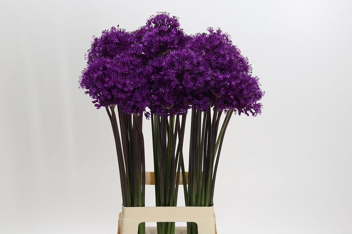 <h4>Allium Purple Sensation</h4>