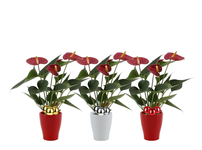 <h4>Anthurium 7 cm Diamond Red in Carly ceramics + stabber</h4>