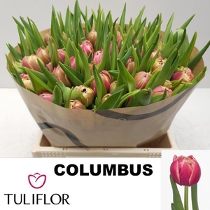 TU DU COLUMBUS