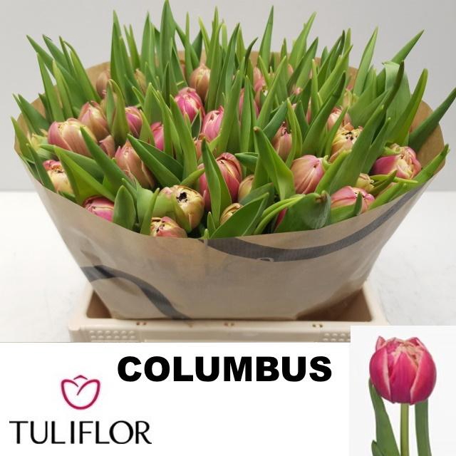 <h4>TU DU COLUMBUS</h4>