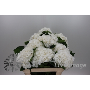 Hydrangea white verena