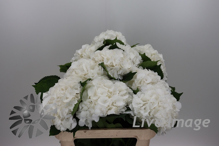 <h4>Hydrangea white verena</h4>