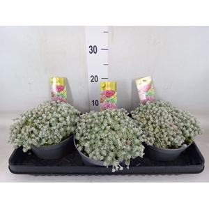 Sedum spathulifolium 'Cape Blanco'