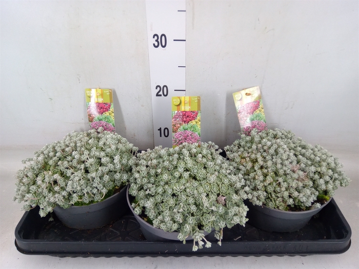 <h4>Sedum spathulifolium 'Cape Blanco'</h4>
