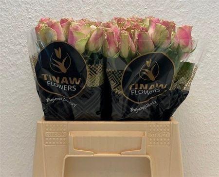 <h4>R Gr Belle Rose</h4>