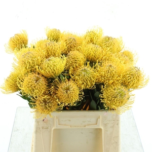 Leuco Hawaii Gold
