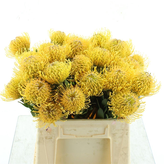 <h4>Leuco Hawaii Gold</h4>