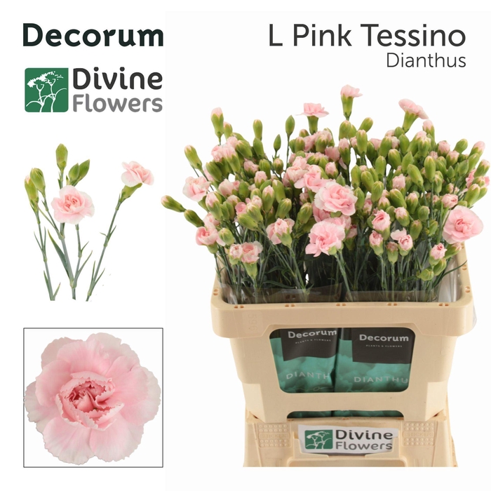 <h4>Dianthus TR 'Light Pink Tessino'</h4>