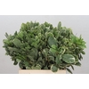 Pittosporum Ilan