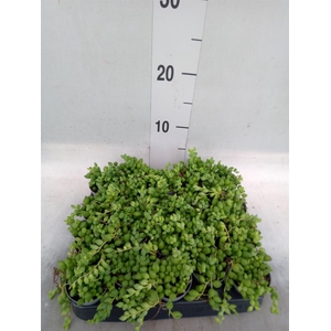 Senecio herreianus