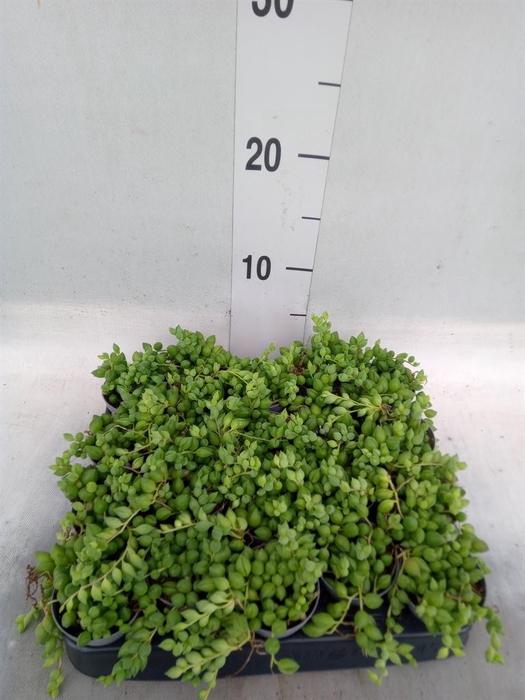<h4>Senecio herreianus</h4>