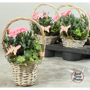 ARR TUINPLANTEN