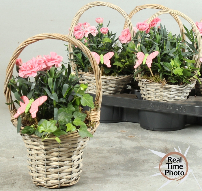 <h4>ARR TUINPLANTEN</h4>