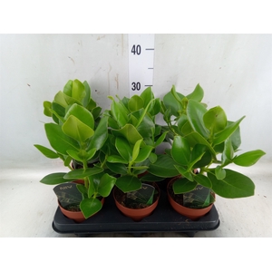 Clusia rosea 'Princess'
