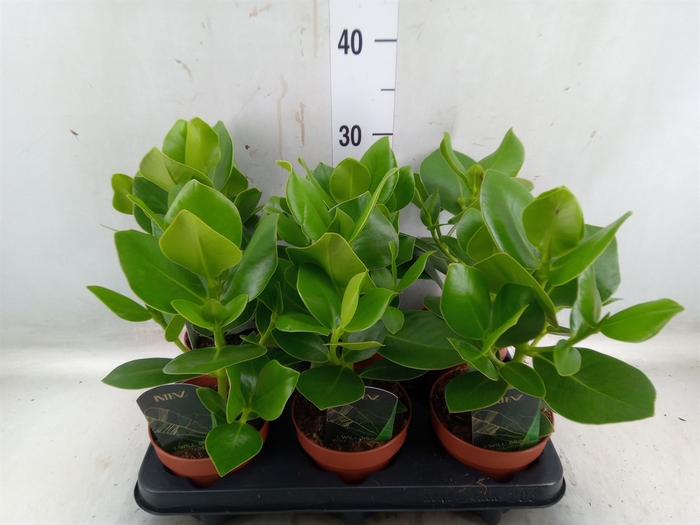<h4>Clusia rosea 'Princess'</h4>
