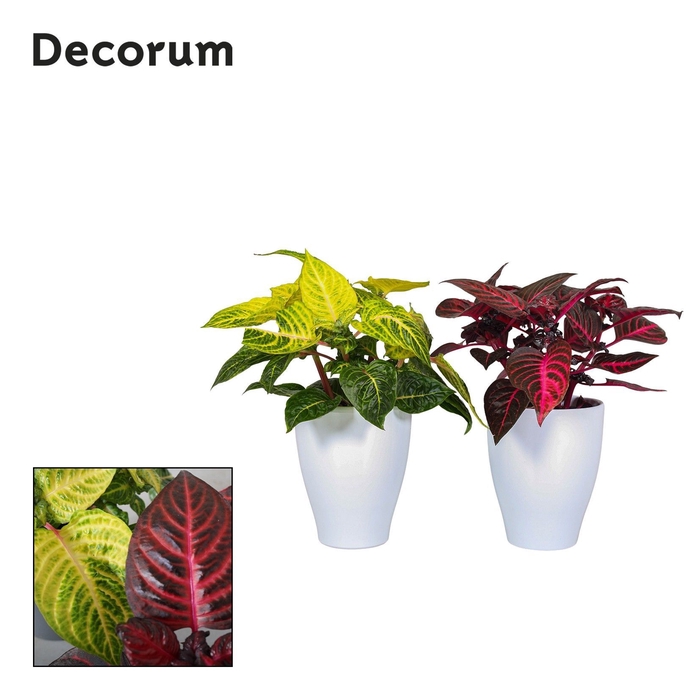 <h4>Iresine Herbstii 13cm Mix 2 kleuren Decorum carly wit keramiek</h4>