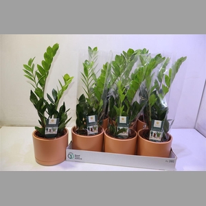 Arr Zamio Zamiifolia In Mat Terra Keramiek