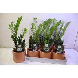 arr8 Arr Zamio Zamiifolia In Mat Terra Keramiek