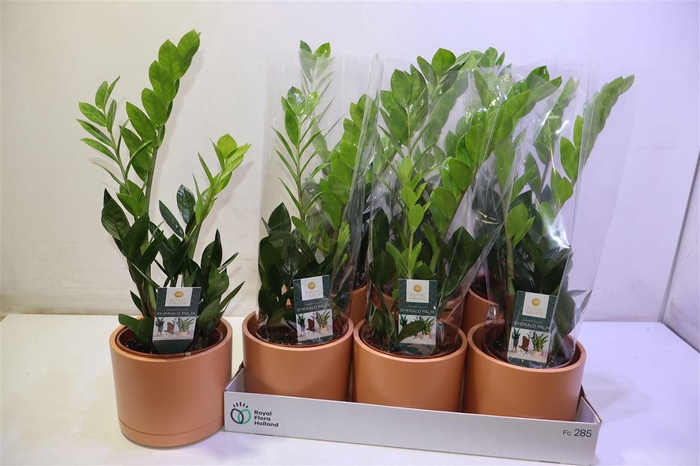 <h4>Arr Zamio Zamiifolia In Mat Terra Keramiek</h4>