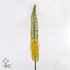 Eremurus Image Yellow