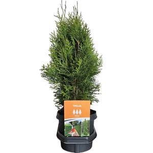 Hedgeline Thuja occidentalis Smaragd C3