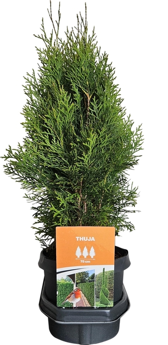 Hedgeline Thuja occidentalis Smaragd C3