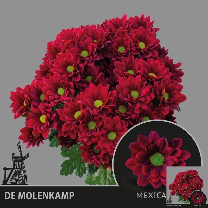 <h4>Chr T Mexicano</h4>