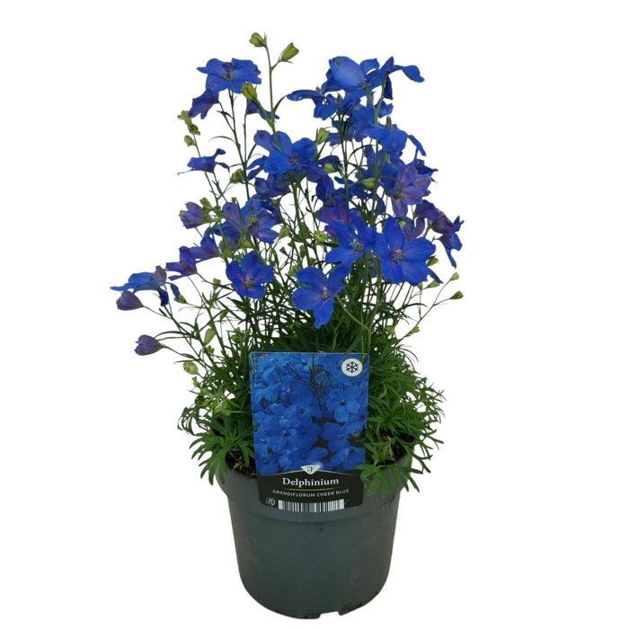 Delphinium Ocean Tiara Blue