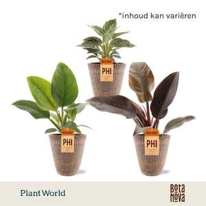 Philodendron mix in Polystone pot