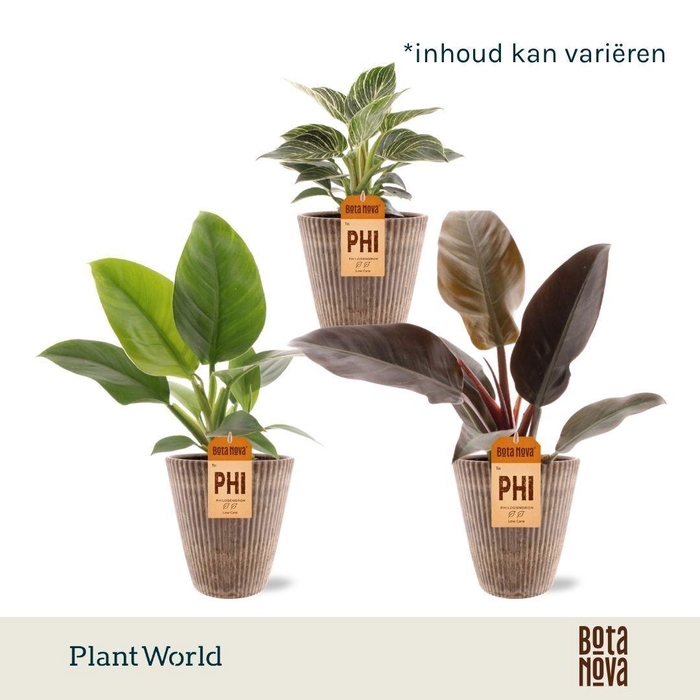 <h4>Philodendron mix in Polystone pot</h4>
