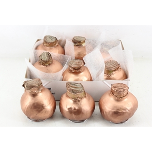 arr4 Amaryllis CM - Wax Koper