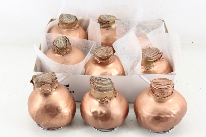 <h4>arr4 Amaryllis CM - Wax Koper</h4>