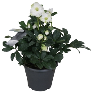 Helleborus n. Christmas Carol (xl) getoefd 17cm met etiket