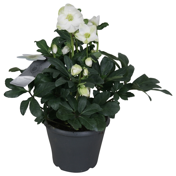 <h4>Helleborus n. Christmas Carol (xl) getoefd 17cm met etiket</h4>