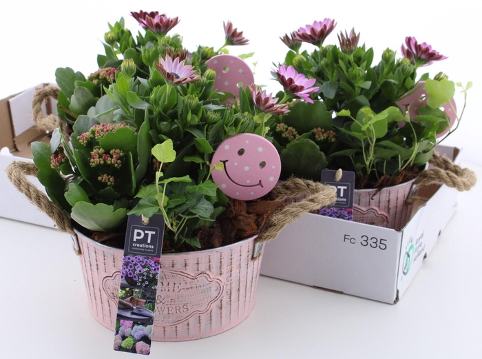 <h4>ARR TUINPLANTEN</h4>