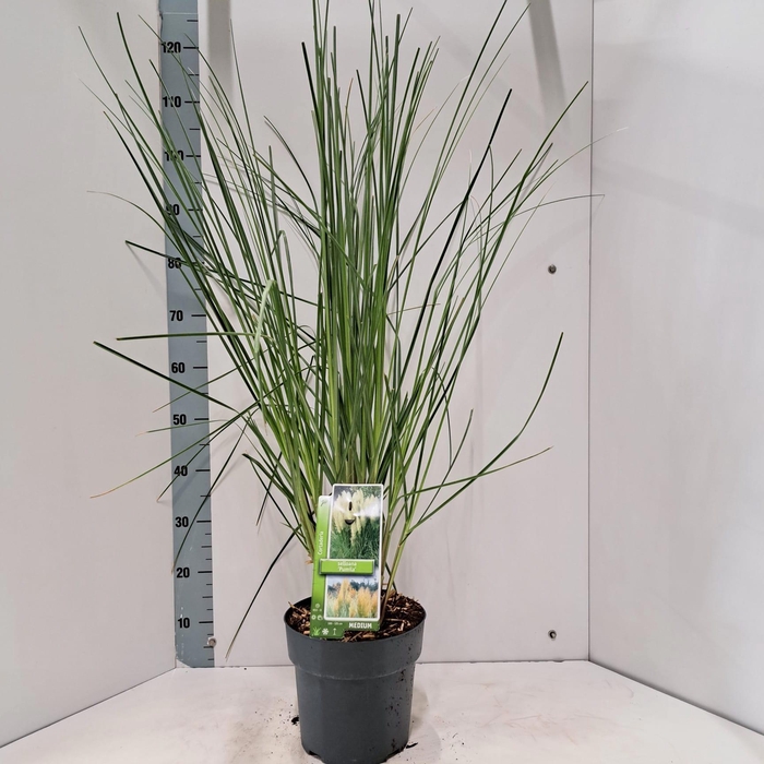 <h4>Cortaderia selloana 'Pumila'</h4>
