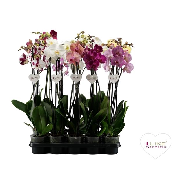 <h4>Phalaenopsis gemengd</h4>