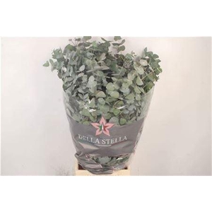 Euc Cinerea Per Bunch 200 Gram