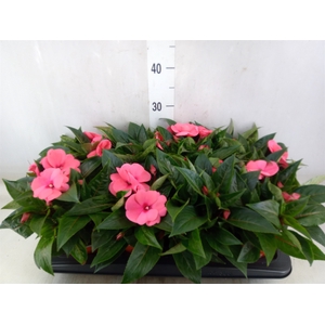 Impatiens NG 'ColPow Salmon'