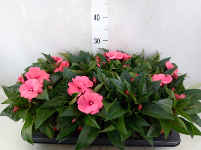 <h4>Impatiens NG 'ColPow Salmon'</h4>