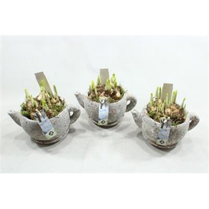 21028 JSC! KOP/SCHOTEL TETE