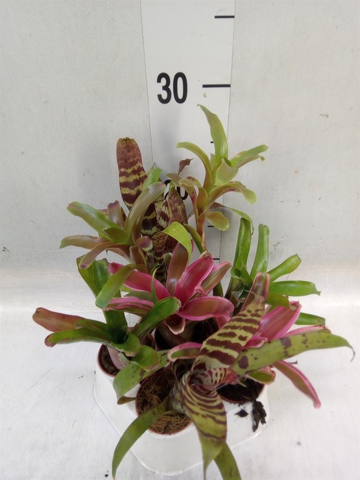 <h4>Bromelia   ...mix</h4>