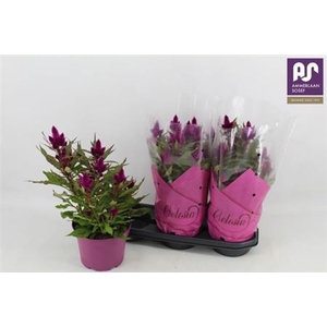 Cel Deep Purple